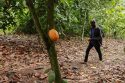 Ghana Cocoa