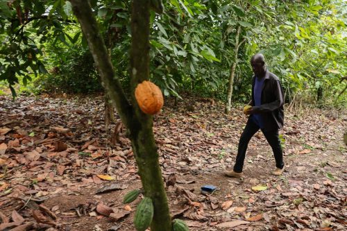 Ghana Cocoa