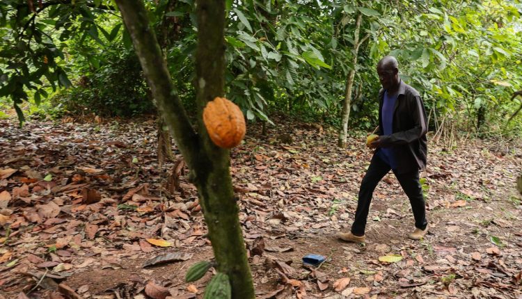 Ghana Cocoa