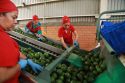 Mexico Avocados