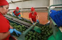 Mexico Avocados