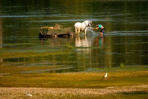 Extreme heat and drought take a toll around the world, in photos