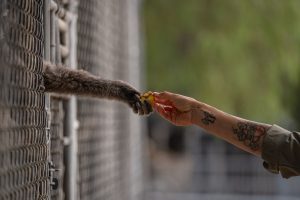 Gibbon Conservation