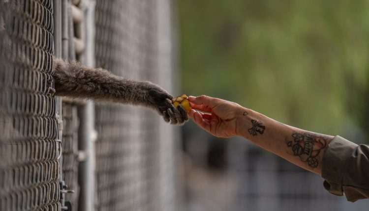 Gibbon Conservation