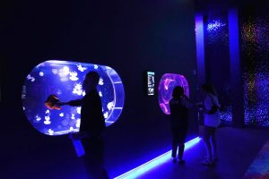 Florida Jellyfish Museum