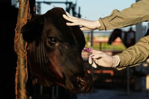 Mexico US Cattle Screwworm
