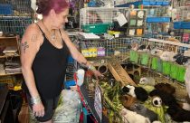 Guinea Pig Sanctuary