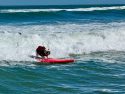 US Dog Surf Competition