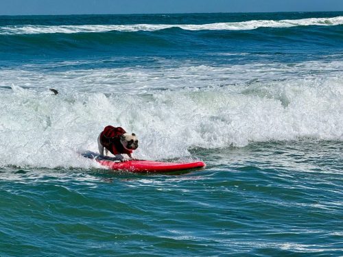US Dog Surf Competition