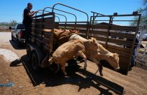 Mexico’s ranchers look north to the US as screwworm ban nears end, in photos