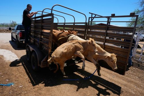 Mexico’s ranchers look north to the US as screwworm ban nears end, in photos