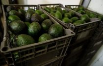 Mexico Avocados