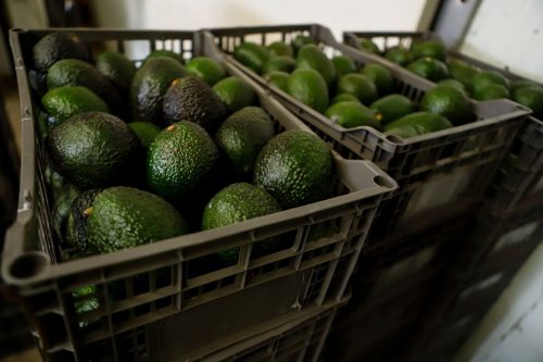Mexico Avocados
