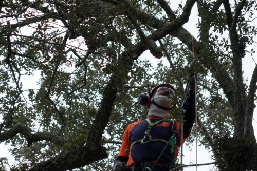 South Carolina-Revolutionary War Tree