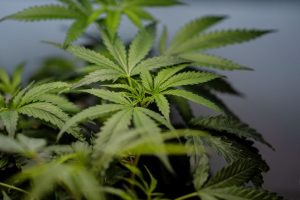 Marijuana Vomiting