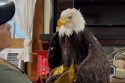 Obit Bald Eagle Jackie