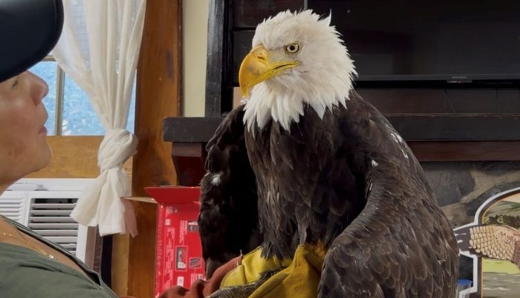 Obit Bald Eagle Jackie