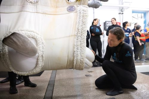 Beluga Whale Rescue