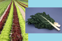 Chard and colored lettuces, UC repository