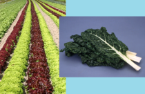 Chard and colored lettuces, UC repository