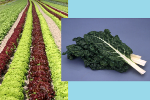 Chard and colored lettuces, UC repository