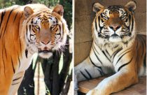 J.B. and Franklin, the newest tigers—PAWS photo
