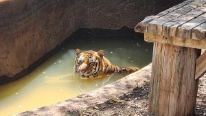 J.B. relaxing in his pool—PAWS photo