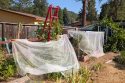 Photo by Jim Bliss "Salad Garden"