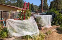 Photo by Jim Bliss "Salad Garden"