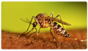 Mosquito - CDC Image