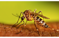Mosquito - CDC Image