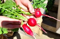 Nancy Bliss Radishes