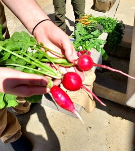 Nancy Bliss Radishes