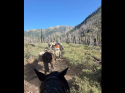Mules respond to Woods Fire - Stanislaus National Forest image