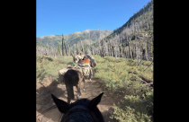Mules respond to Woods Fire - Stanislaus National Forest image