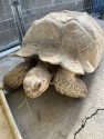 Tortoise found out on the town in the San Andreas area of Calaveras County—CCAS photo