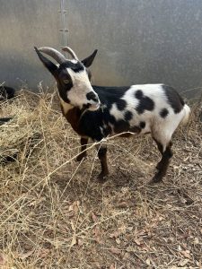 Spotted goat found wandering in Mokelumne Hill—CCAS photo
