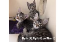 Kittens at the CHS shelter in Angels Camp—CHS photo
