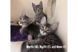 Kittens at the CHS shelter in Angels Camp—CHS photo