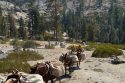 Pack mules assisting in bringing key provisions for firefighters working the Dome Fire in Yosemite—Photo by US Forest Service