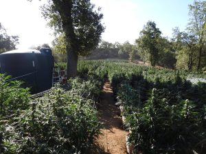 Marijuana plant found on the property during the raid—CCSO photo
