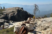 Pack mules assisting in bringing key provisions for firefighters working the Dome Fire in Yosemite—Photo by US Forest Service