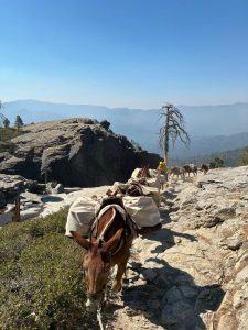 Pack mules assisting in bringing key provisions for firefighters working the Dome Fire in Yosemite—Photo by US Forest Service