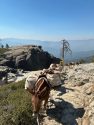 Pack mules assisting in bringing key provisions for firefighters working the Dome Fire in Yosemite—Photo by US Forest Service