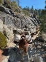 Pack mules assisting in bringing key provisions for firefighters working the Dome Fire in Yosemite—Photo by US Forest Service