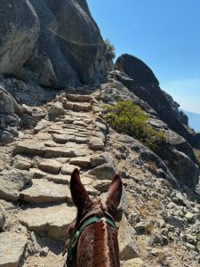 Pack mules assisting in bringing key provisions for firefighters working the Dome Fire in Yosemite—Photo by US Forest Service
