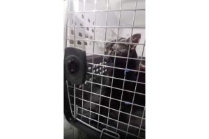 Cat Rescue