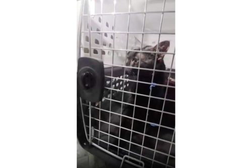 Cat Rescue