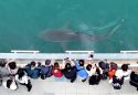 South Korea Shark