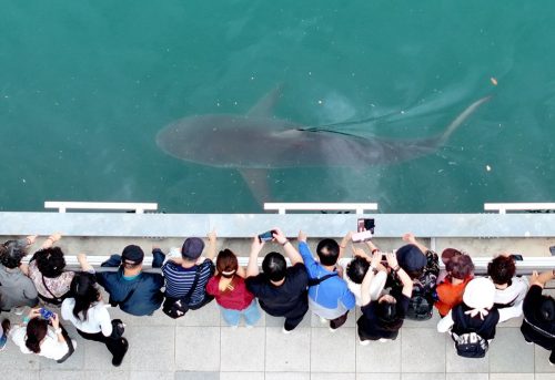 South Korea Shark